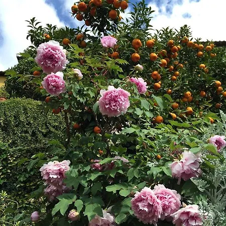 Residenza Buggiano Antica - Charme In Tuscany * 보르고 아 부기아노